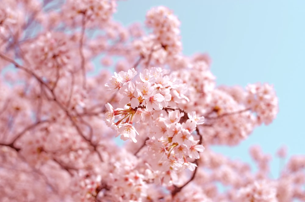 Cherry blossom tree