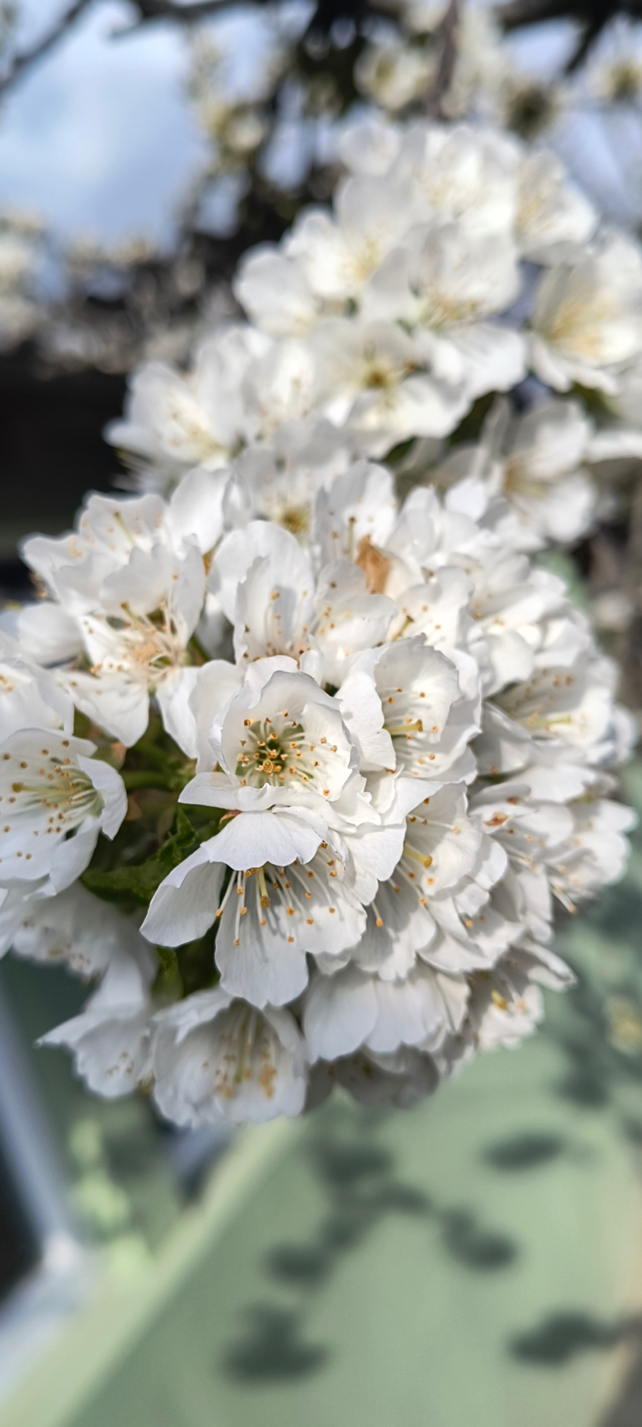 White spring blossoms